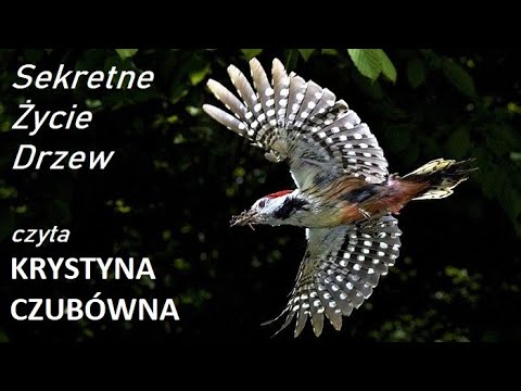 polski film